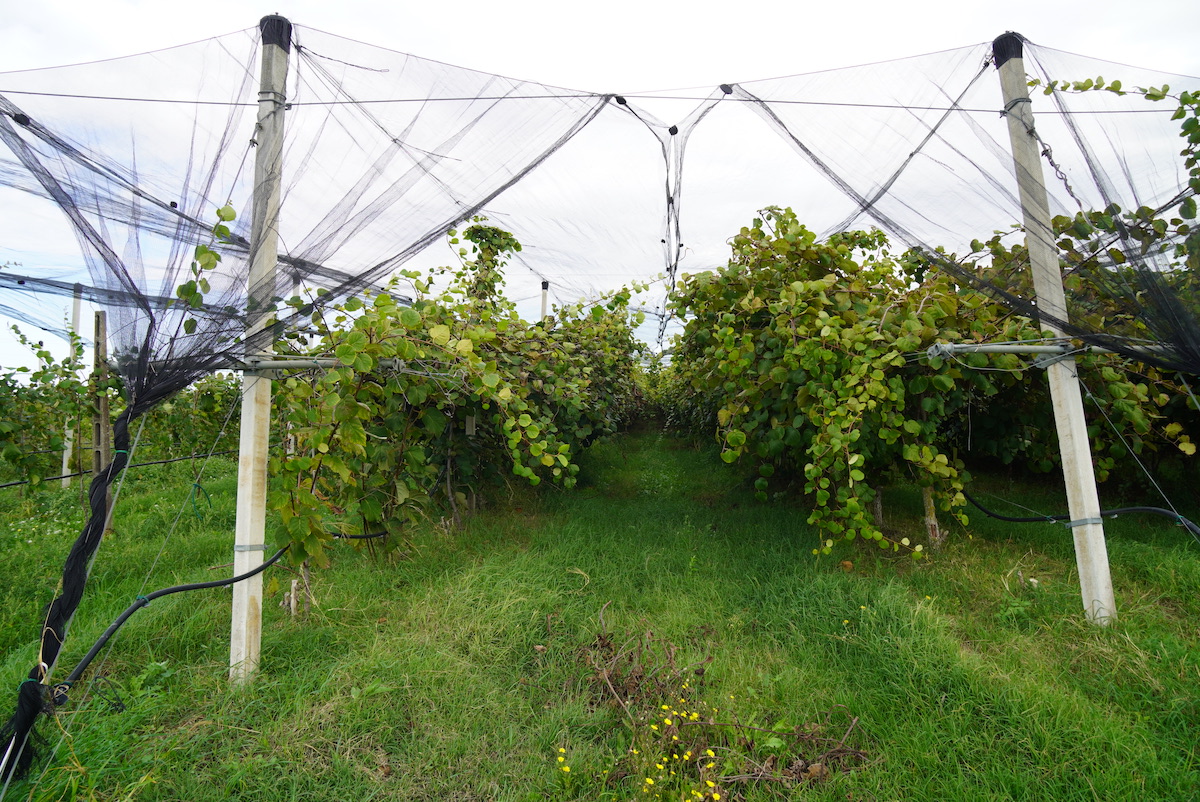 L'utilizzo di reti permette di modificare il microclima interno del frutteto, abbassando la temperatura e diminuendo l'evapotraspirazione delle foglie